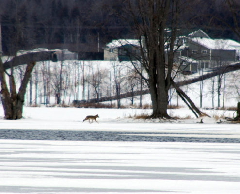 Coyote on the Ottawa River