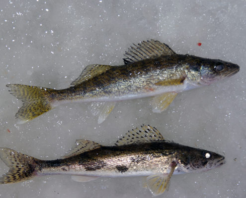 Sauger and Walleye