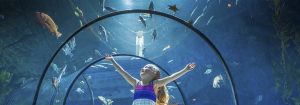 Introduction to Public Aquariums